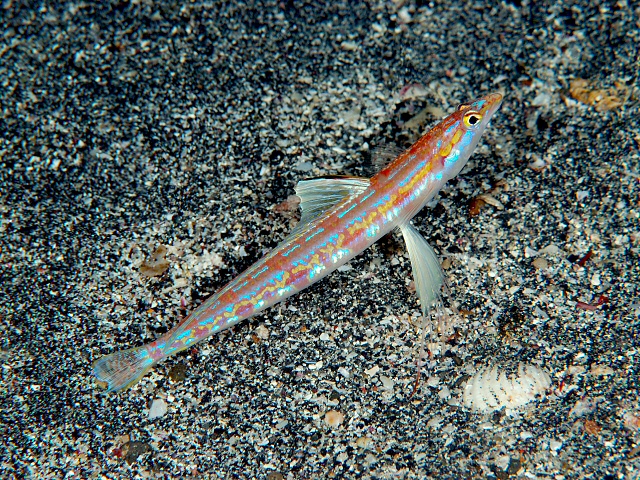 (Aulopiformes Rosen, 1973) Отряд Аулопиформес, Аулопообразные, Order